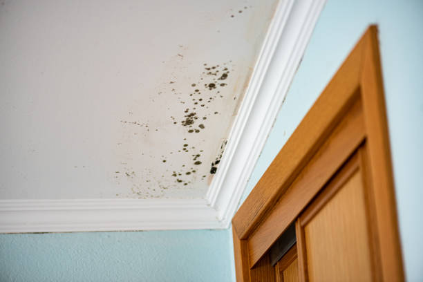 Reliable Carlisle, IA Mold Removal Solutions